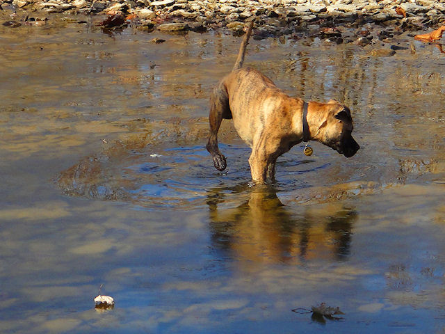 Chili...Boxer/Mastiff mix (01/31/2010)