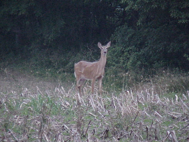 Sam really liked chasing deer