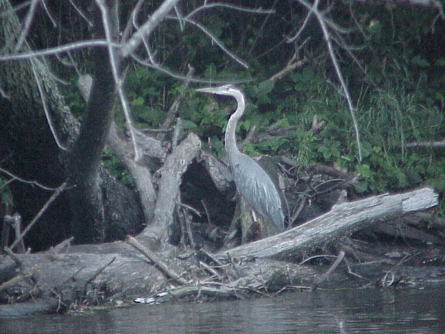 herons like this almost made Sam jump out of the canoe