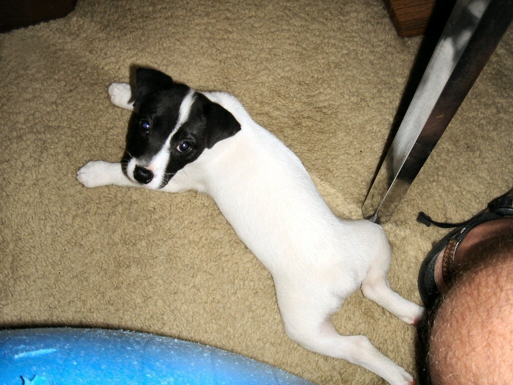 Lucky Streak...Jack Russel mix (07/12/2005)