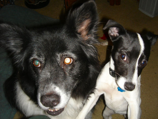 Sam and Lucky want attention!