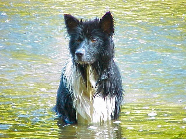 Samantha...Border Collie/Malamute/Fish Mix (01/08/97)
