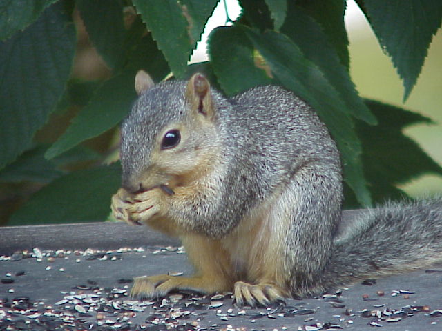 neighborhood bird...well he eats from the bird feeder :-)
